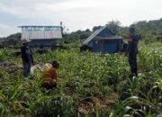Babinsa Ramil 1511-02 Lakukan Pendampingan Pertanian  di Pulau Marsela