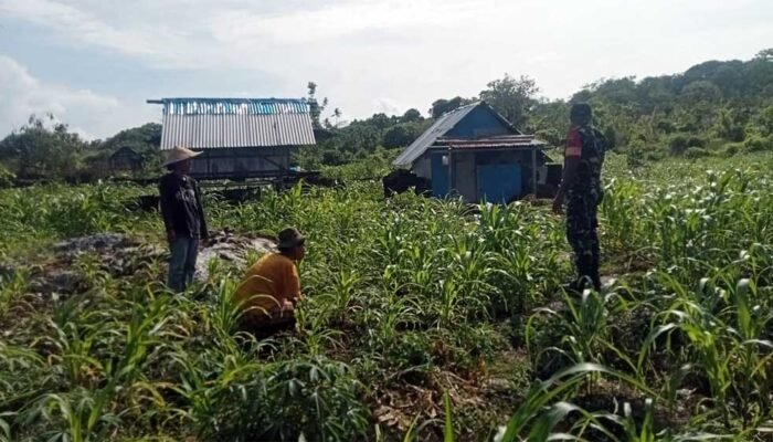 Babinsa Ramil 1511-02 Lakukan Pendampingan Pertanian  di Pulau Marsela