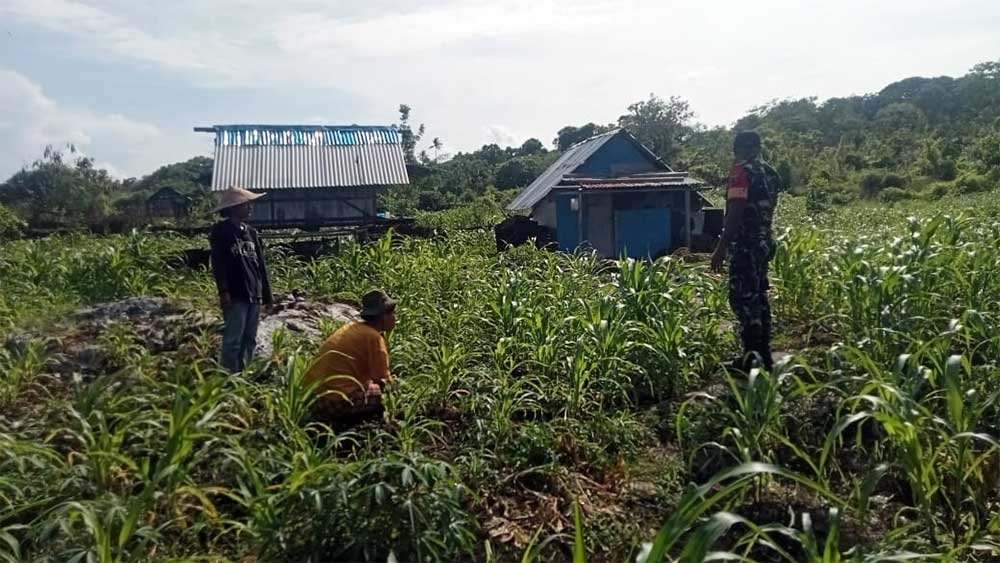 Babinsa Ramil 1511-02 Lakukan Pendampingan Pertanian di Pulau Marsela 1 Babinsa Ramil P Marsela Dukung Prog Keth Pangan
