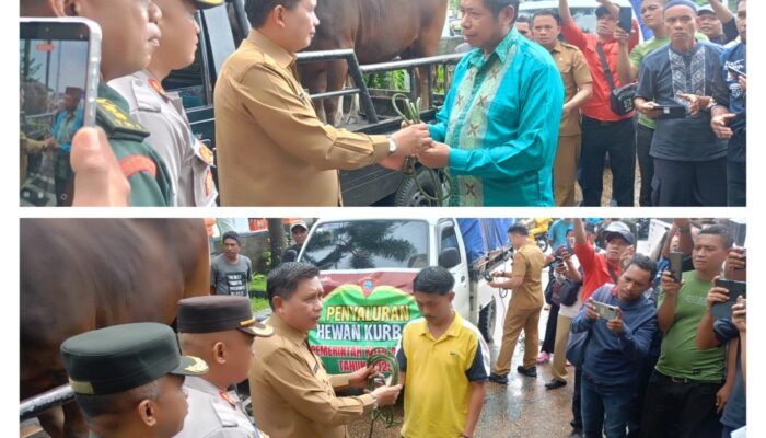 Jelang Idul Adha 2025, Pemkot Ambon Salurkan 115 Hewan Qurban