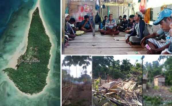 Keluarga Besar Lataha Lasamang Bantah Tudingan Selaku Pemilik: Ini Fakta Soal Pulau Babi! 1 Pulau Babi Polemik