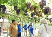 BPN Rilis Kebun Anggur Duyu Kota Palu