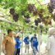 Kerja GTRA Bangkitkan Kebun Anggur Duyu, Kini Jadi Kawasan Agrowisata Favorit Kota Palu
