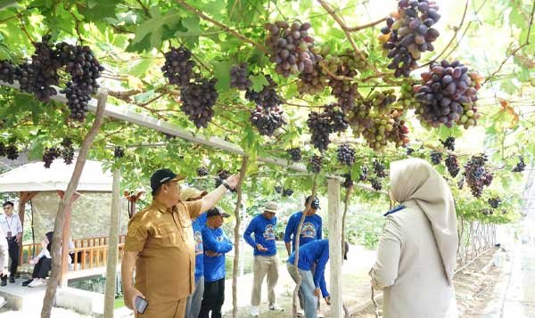 BPN Rilis Kebun Anggur Duyu Kota Palu