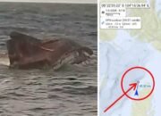 KM Indo Perkasa 03 Tenggelam di Perairan Dobo: 9 Selamat, 7 Dalam Pencarian