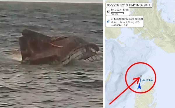 KM Indo Perkasa 03 Tenggelam di Perairan Dobo: 9 Selamat, 7 Dalam Pencarian