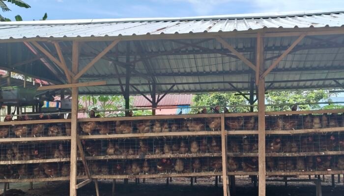 Warga Resah Bau dan Lalat, DLHP Ambon Tinjau Peternakan Ayam di Tawiri