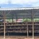 Warga Resah Bau dan Lalat, DLHP Ambon Tinjau Peternakan Ayam di Tawiri
