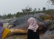 Paus Jumbo Terdampar di Pesisir Desa Ponon