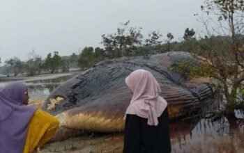 Paus Jumbo Terdampar di Pesisir Desa Ponon