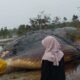 Paus Raksasa Terdampar di Pesisir Desa Ponom, Warga Geger