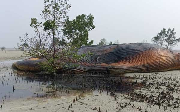 Paus Jumbo Terdampar di Pesisir Desa Ponon2